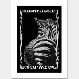 Zebra Posters and Art